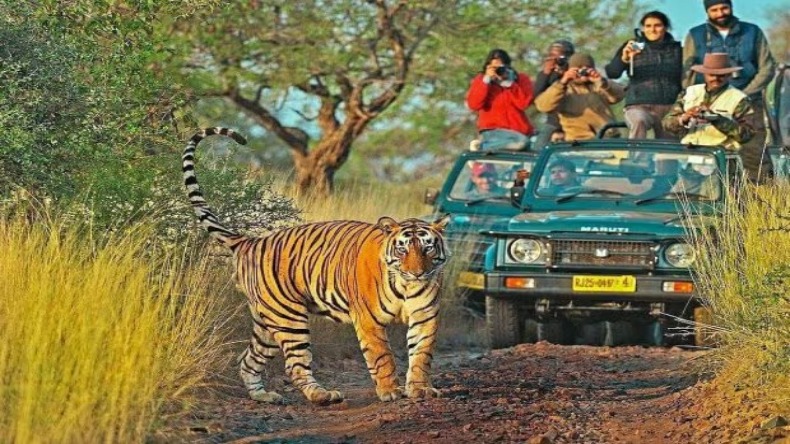 राजस्थान बना फेवरेट ट्रैवल डेस्टिनेशन, बाघ-बघेरे की दीवानगी ज्यादा